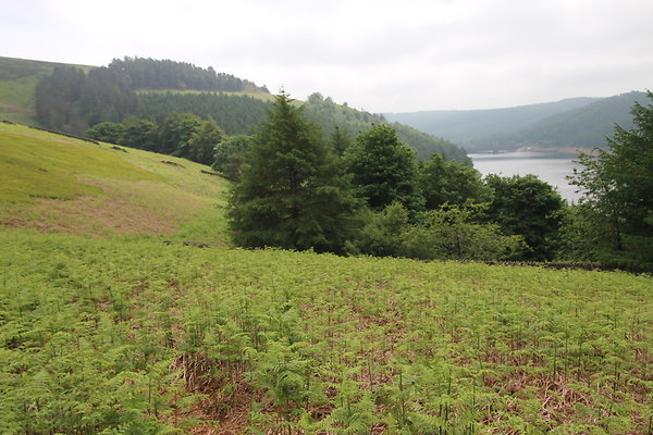 UpperDerwent059