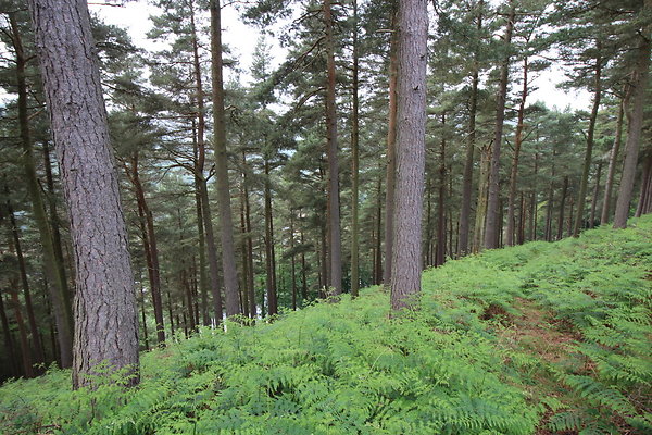 UpperDerwent062