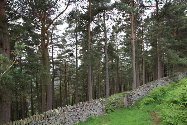UpperDerwent061
