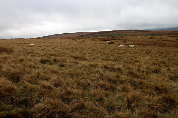 Howden Edge from Slippery Stones051