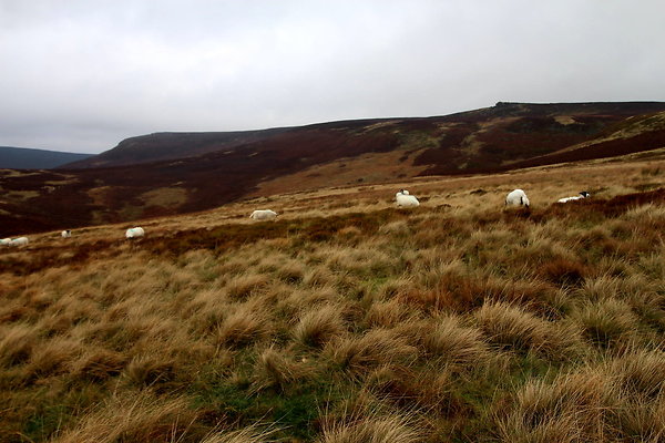 Howden Edge from Slippery Stones049