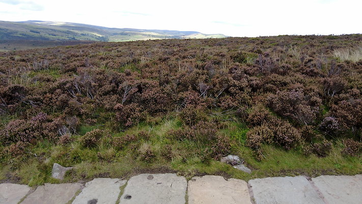 TheRoaches082 TheRoaches082