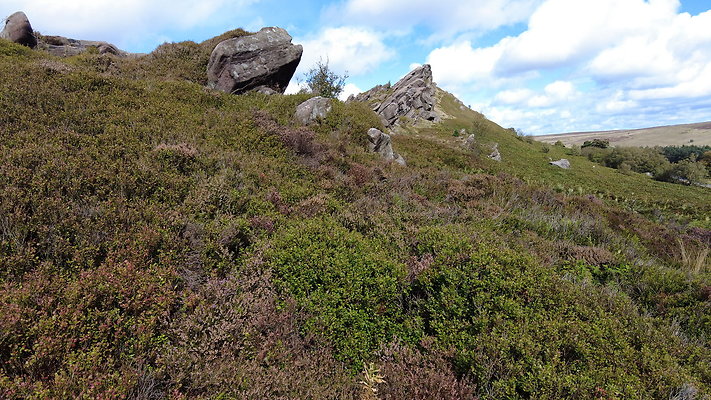 TheRoaches100 TheRoaches100