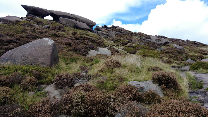 TheRoaches101 TheRoaches101