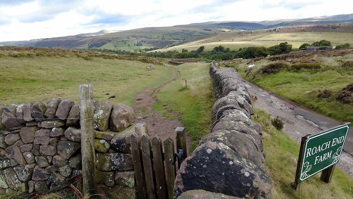 TheRoaches089 TheRoaches089