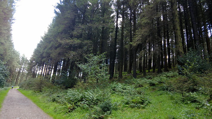 MacclesfieldForest2025057 MacclesfieldForest2025057