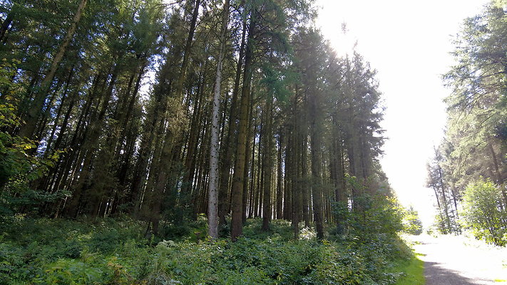 MacclesfieldForest2025043