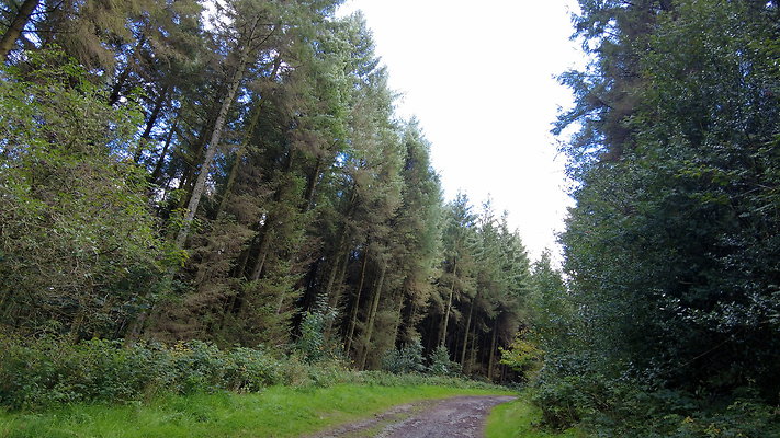 MacclesfieldForest2025053