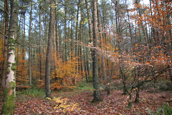 Macclesfield Forest030