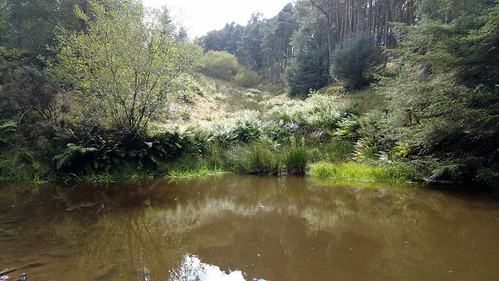 MacclesfieldForest2025061 MacclesfieldForest2025061