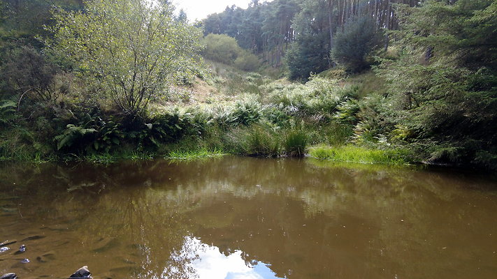 MacclesfieldForest2025062 MacclesfieldForest2025062