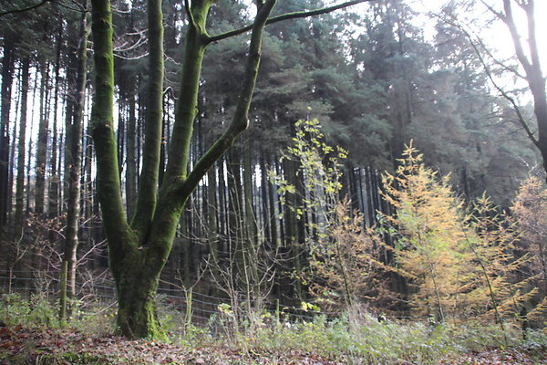 Macclesfield Forest044