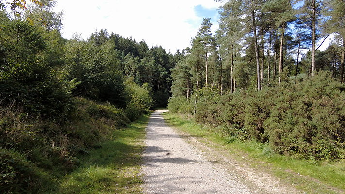 MacclesfieldForest2025063 MacclesfieldForest2025063