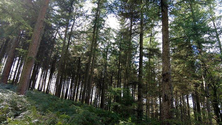 MacclesfieldForest2025042