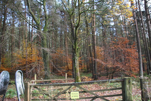 Macclesfield Forest038
