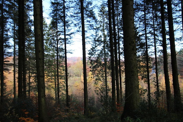 Macclesfield Forest008
