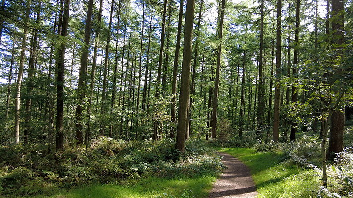 MacclesfieldForest2025037