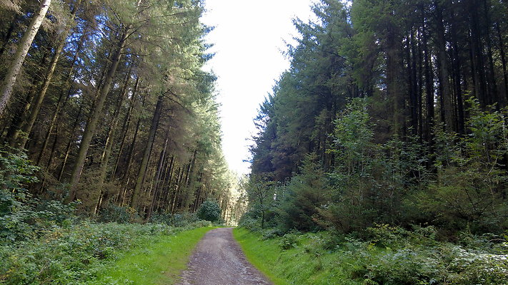 MacclesfieldForest2025055 MacclesfieldForest2025055