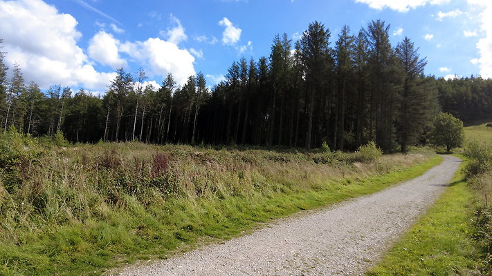 MacclesfieldForest2025048