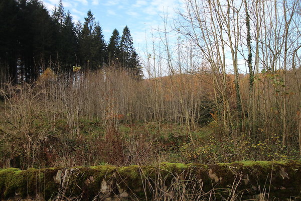 Macclesfield Forest013