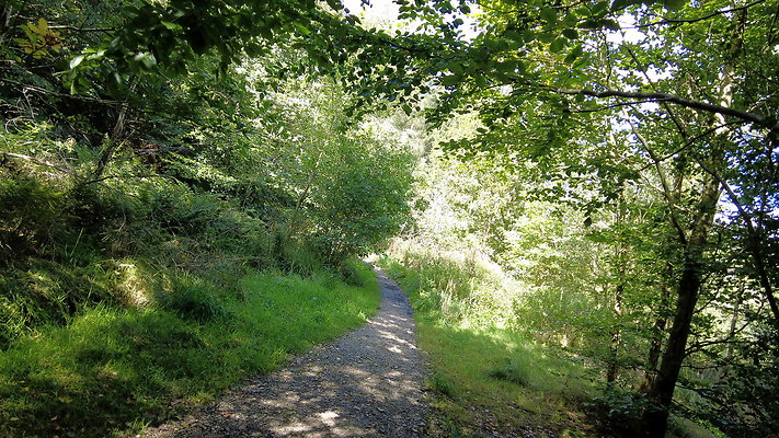 MacclesfieldForest2025031