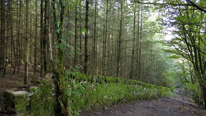 MacclesfieldForest2025004
