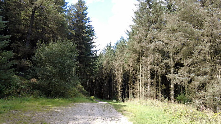 MacclesfieldForest2025060 MacclesfieldForest2025060