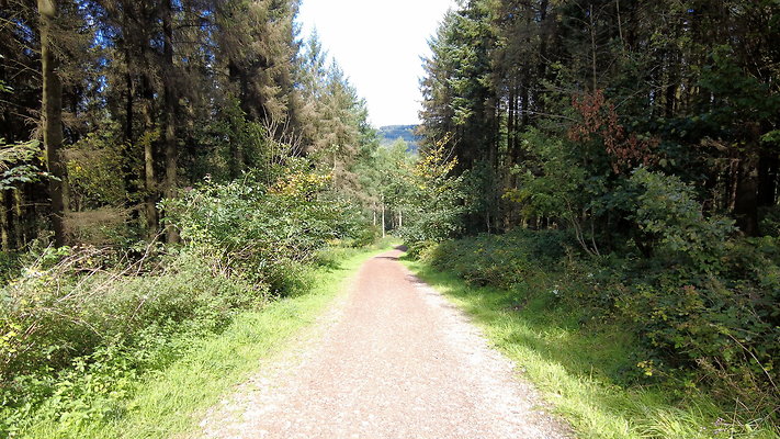 MacclesfieldForest2025044