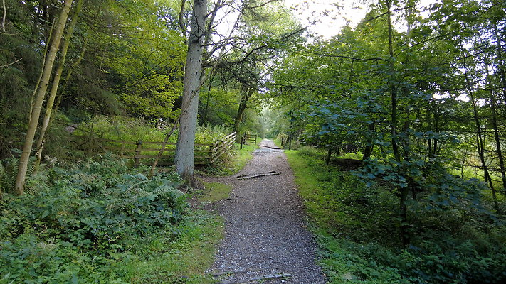 MacclesfieldForest2025012