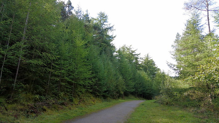 MacclesfieldForest2025022