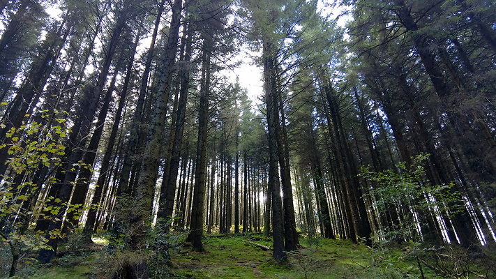 MacclesfieldForest2025058 MacclesfieldForest2025058