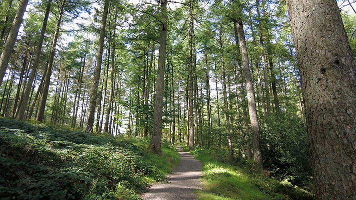 MacclesfieldForest2025034