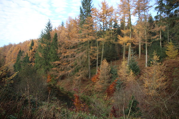 Macclesfield Forest034