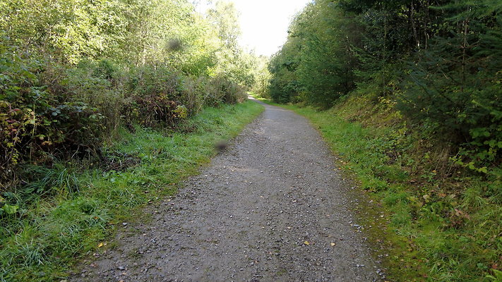 MacclesfieldForest2025019