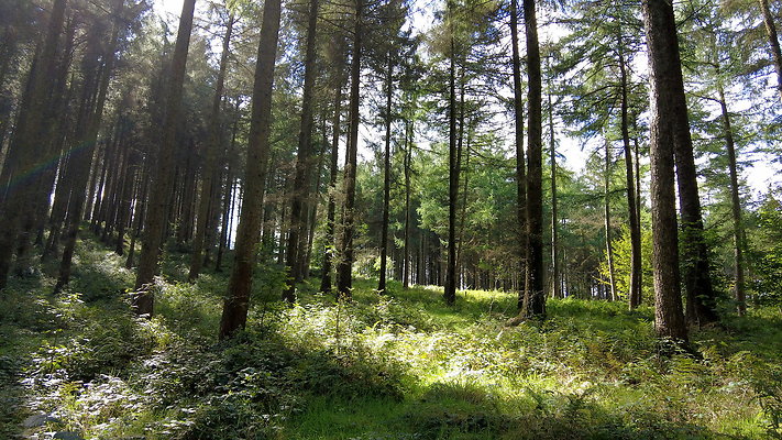 MacclesfieldForest2025036
