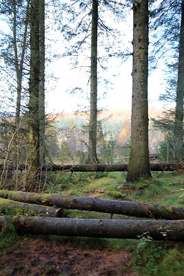 Macclesfield Forest005