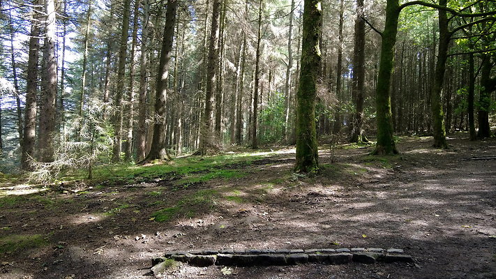 MacclesfieldForest2025008