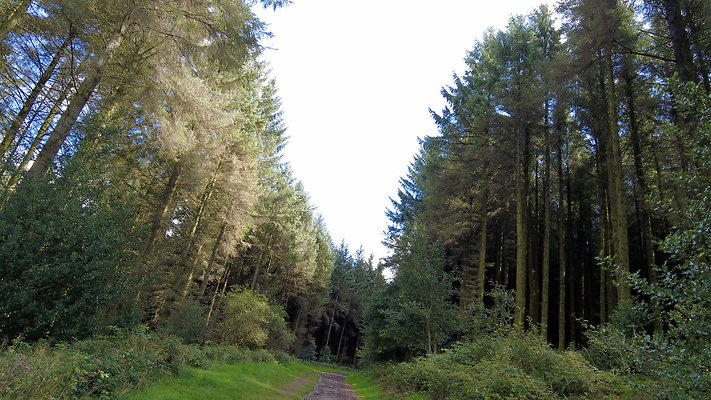 MacclesfieldForest2025052