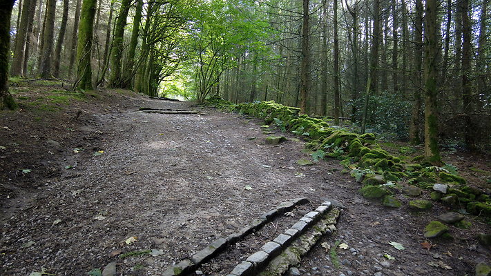 MacclesfieldForest2025006
