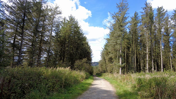 MacclesfieldForest2025046