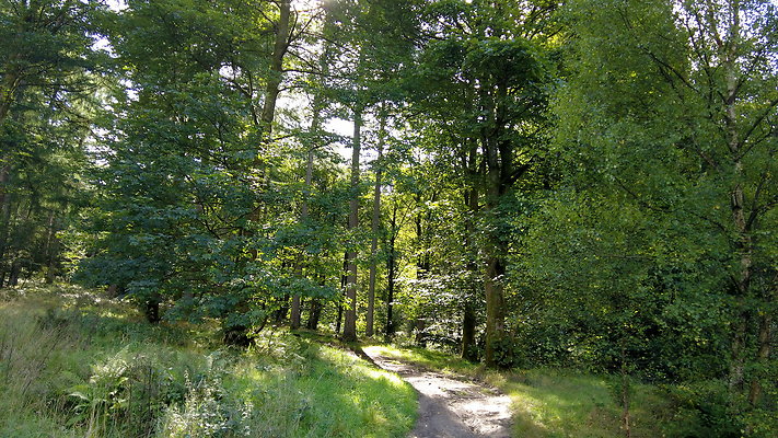 MacclesfieldForest2025029