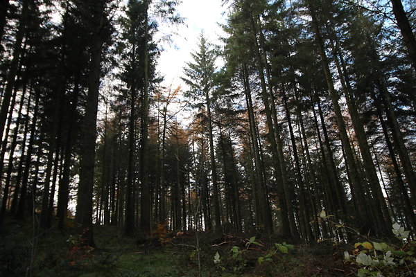 Macclesfield Forest009