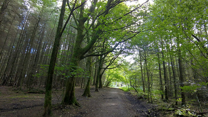 MacclesfieldForest2025010