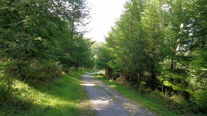 MacclesfieldForest2025026