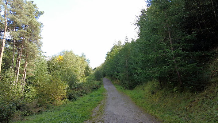 MacclesfieldForest2025021