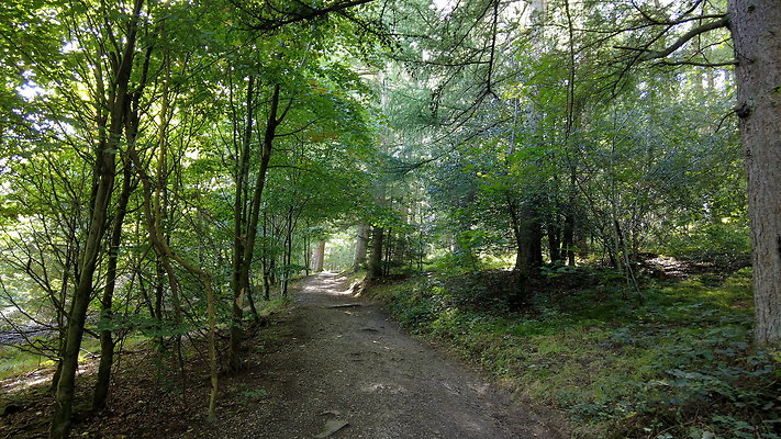 MacclesfieldForest2025032