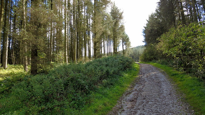 MacclesfieldForest2025045