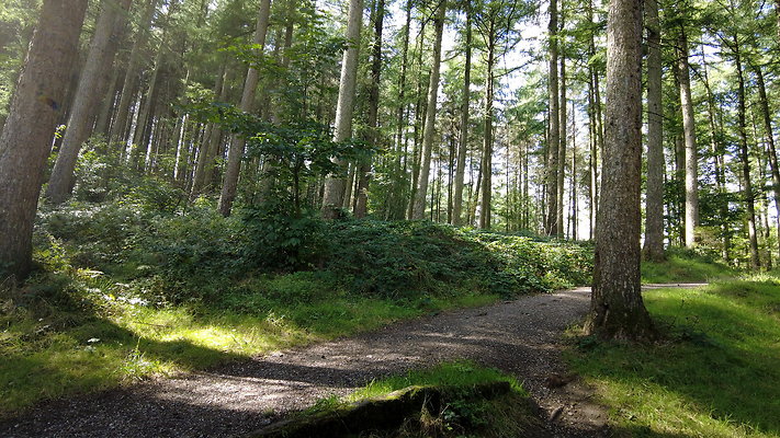 MacclesfieldForest2025033