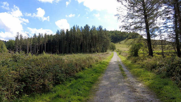 MacclesfieldForest2025047
