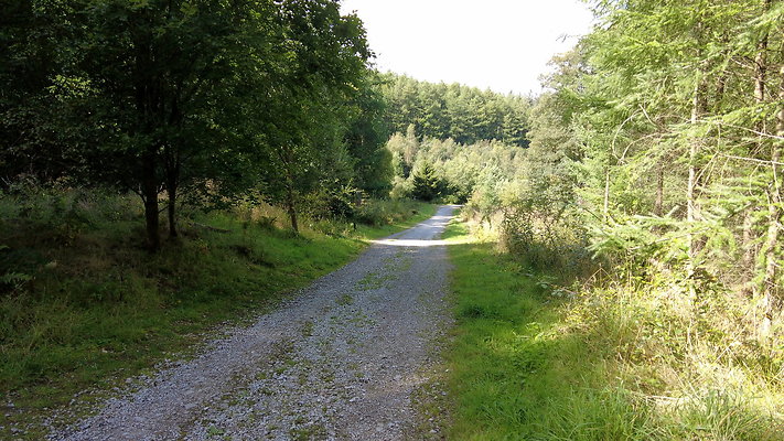 MacclesfieldForest2025027